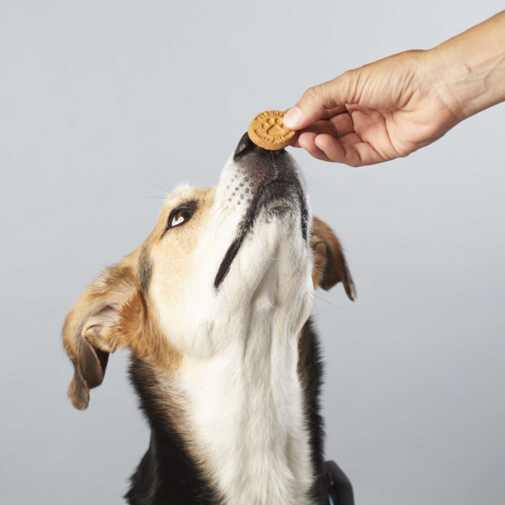 Company Eats its Own Dog Food