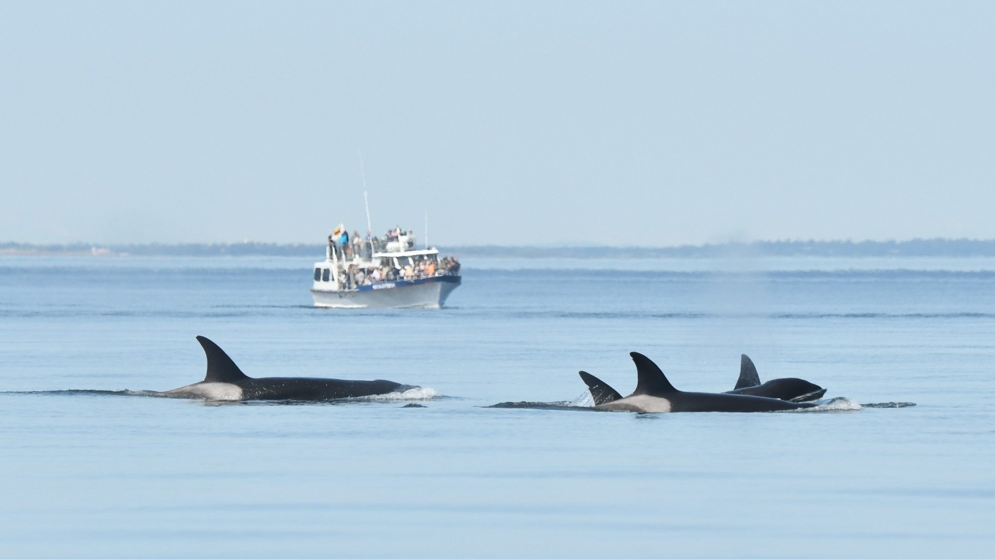 A Pacific Whale Watch Association vessel views Bigg's killer whales from a safe distance. 