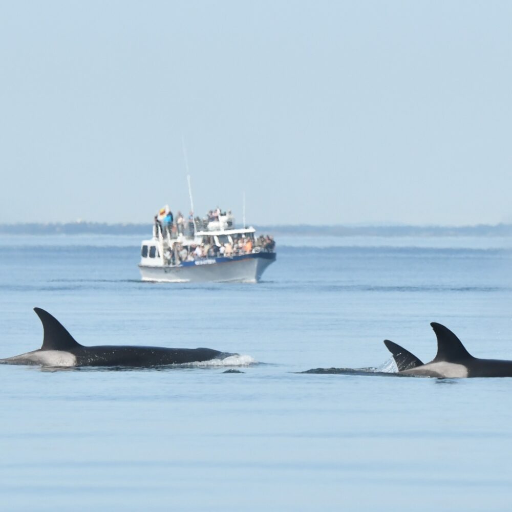 Whale Watching is Extremely Popular