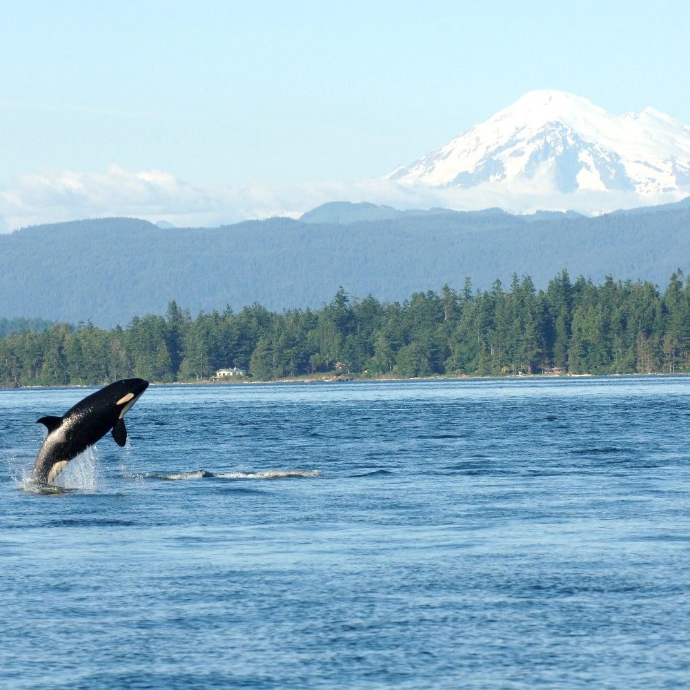 Whale Wins Whale Wins