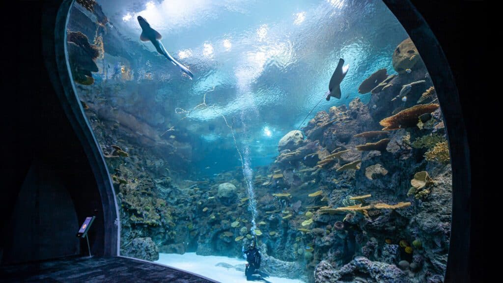 Underwater aquarium tunnel with a diver, surrounded by coral and fish. Two sharks swim above, illuminated by lights.