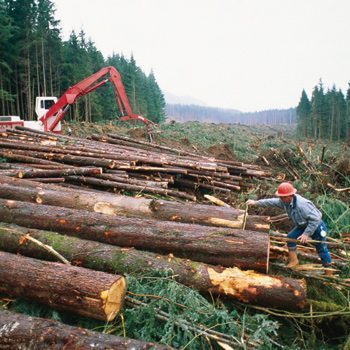 Weyerhaeuser 